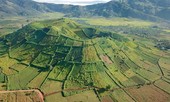 Mùa hoa dã quỳ trên miệng núi lửa ở Gia Lai