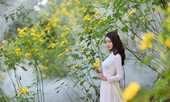 Thiếu nữ đất Cố đô khoe sắc bên hoa dã quỳ đầu mùa