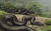 Quái vật rắn khổng lồ Titanoboa vẫn còn sống ở rừng Amazon?