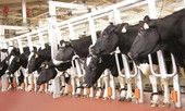 TH true MILK và định vị thương hiệu từ chữ 'Thật'