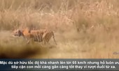 Hổ săn lợn rừng 'khủng' nặng hơn 100 kg