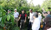 NESCAFÉ PLAN gắn kết với nông dân vì chất lượng Cà Phê Việt