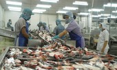 Mỹ trở lại dẫn đầu thị trường nhập khẩu cá tra Việt Nam