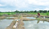 Dân thở phào nhẹ nhõm vì hàng trăm héc ta được 'giải cứu'