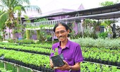 'Thủ phủ' hoa Sa Đéc rục rịch vào Tết