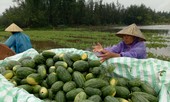 Mưa nhiều ngày gây ngập lụt, sạt lở nhiều nơi ở Thanh Hóa