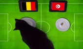 ‘Tiên tri’ mèo đen dự đoán Bỉ sẽ có 3 điểm trước Tunisia