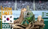 ‘Tiên tri’ tắc kè hoa dự đoán sốc trận Hàn Quốc-Mexico