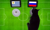 ‘Tiên tri’ mèo đen dự đoán Nga sẽ đả bại Uruguay