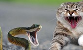 Màn “đại chiến” giữa chó, mèo và con rắn độc