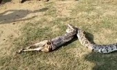 Hãi hùng cảnh trăn khổng lồ nôn ra dê