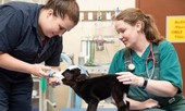 Kỳ lạ chú bò chỉ nặng vỏn vẹn bằng một con mèo