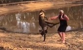 Màn ‘đấu kungfu’ giữa kangaroo và người dân