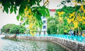 Ngắm vẻ đẹp xao xuyến của muồng hoàng yến bên hồ Tây