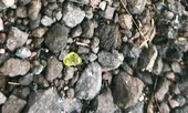 Đang đi đường thấy mưa đá quý ào ào rớt xuống