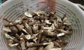 Bí quyết săn nấm mối cả triệu đồng một kg ở miền Tây