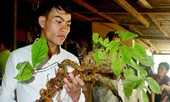 Xuất hiện nhiều tỷ phú 'trăm tỷ' ở Quảng Nam