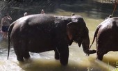 10 trải nghiệm nhất định nên thử khi du lịch Thái Lan