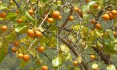 Khám phá loại quả ở Việt Nam giống quả cam, có độc tố cực mạnh