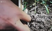Nhổ nấm mối lúc nửa đêm kiếm tiền triệu ở Bà Rịa - Vũng Tàu