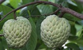 Giống na cho quả khổng lồ ở Lạng Sơn