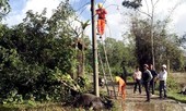 Trâu chết vì rò điện lưới