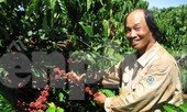 Cà phê Việt Nam 'không tự quyết được giá'
