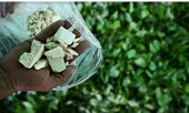 Colombia sử dụng máy bay không người lái diệt cây thuốc phiện