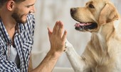 Nghiên cứu mới: Vì sao chó có thể hiểu tiếng người?