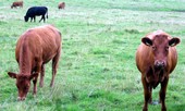 Bệnh bò điên “tái xuất” tại Scotland