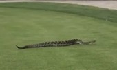 Rắn độc khổng lồ náo loạn sân golf gây 'sốt' mạng