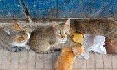 Khách du lịch tử vong tại Moroco do bị mèo cắn