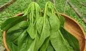 Cải bó xôi: Vừa bổ thận tráng dương, vừa chống ung thư cực tốt