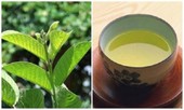 Sự thật về 'thần dược' trà lá ổi chống ung thư, hỗ trợ chữa tiểu đường