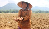 Theo chân thợ săn đặc sản là 'biệt dược phòng the'