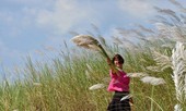 Bức tranh tuyệt tác mang tên hoa cỏ lau bên dòng Trà Khúc