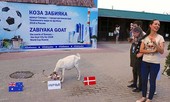 Dê tiên tri Zabiyaka 'gieo sầu' cho Uruguay