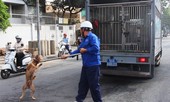 Bắt chó thả rông ở trung tâm TPHCM sau 'lệnh' của ông Đoàn Ngọc Hải