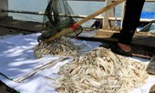 Sở Xây dựng: Đánh bắt cá Hồ Tây để giải quyết tình trạng cá chết