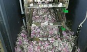 Chuột phá máy ATM, cắt nát hơn 400 triệu đồng