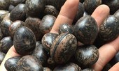 Đậu Lào 6 triệu/kg: 'Thần dược' hút nọc độc, lùng mua từng hạt