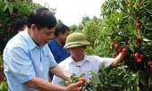 Xuất khẩu trên 64 triệu USD vải thiều sang Trung Quốc