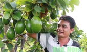 Lần đầu tổ chức lễ hội 'tôn vinh trái bơ'