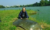 Đề xuất hợp tác với Trung Quốc để bảo tồn loài rùa Hồ Gươm