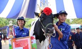 'Cô' bò nặng 762 kg, đăng quang “Hoa hậu bò sữa” Mộc Châu 2018
