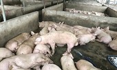 Bị phát hiện bơm nước vào heo, hàng chục người leo rào bỏ trốn