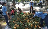 Dứa chín rộ, nông dân Thanh Hoá quyết ra phố bán dứa
