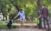 Ngắm đàn thiên nga lên bờ ăn cỏ, chơi với du khách giữa Hà Nội