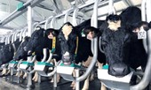 Vinamilk tiên phong giới thiệu sữa tươi 100% A2 đầu tiên tại Việt Nam