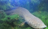 Loài cá kỳ lạ sống cả năm trên cạn không sao, ở dưới nước lâu lại chết